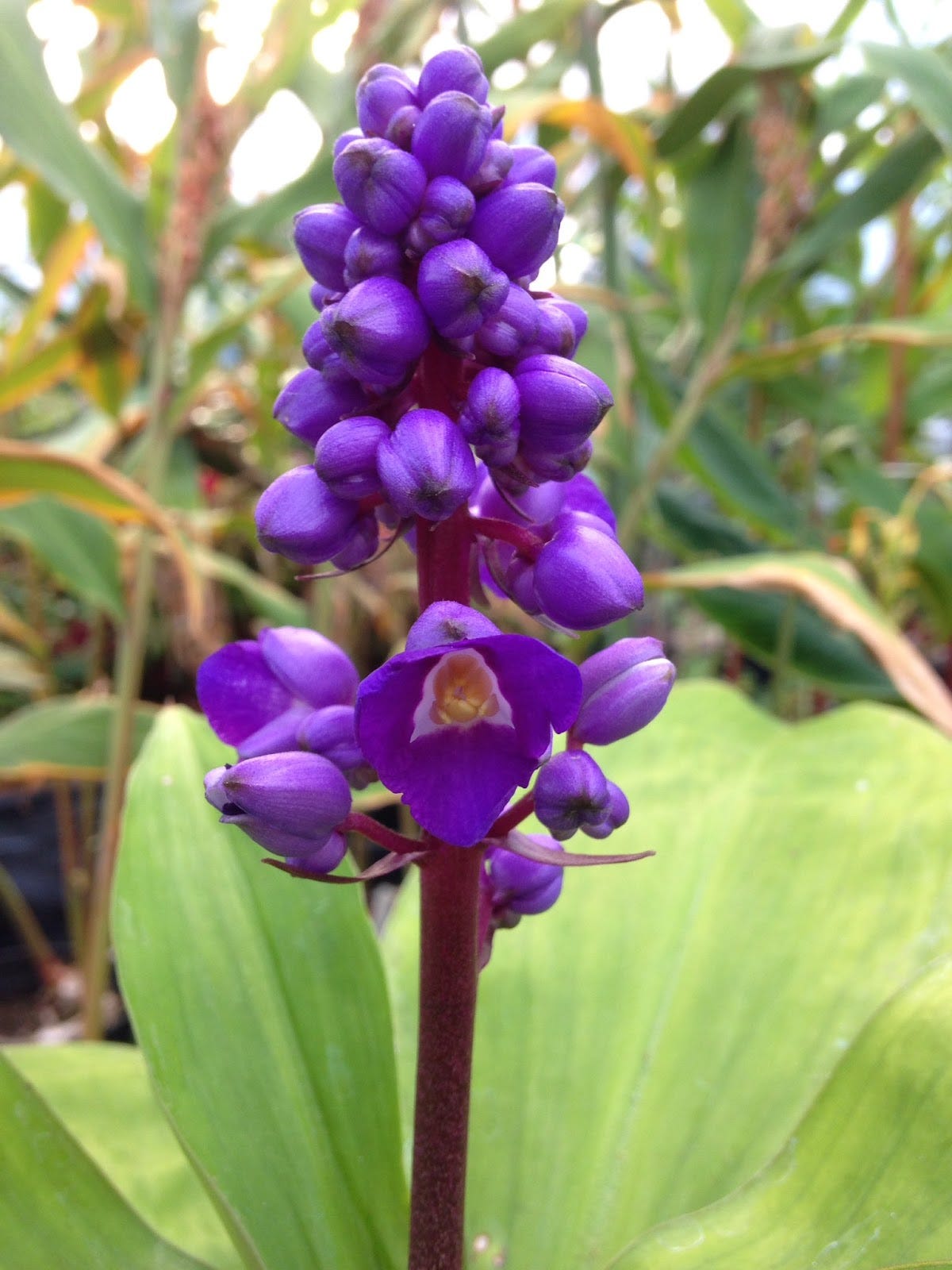 You helped save the Croxteth Park botanical collection. Now it’s time we let them see the light