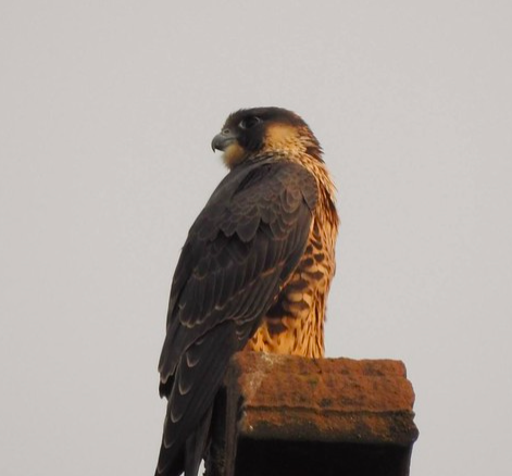 The fight for Liverpool's peregrine falcons