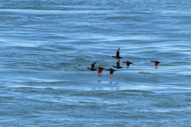 Common Scoters