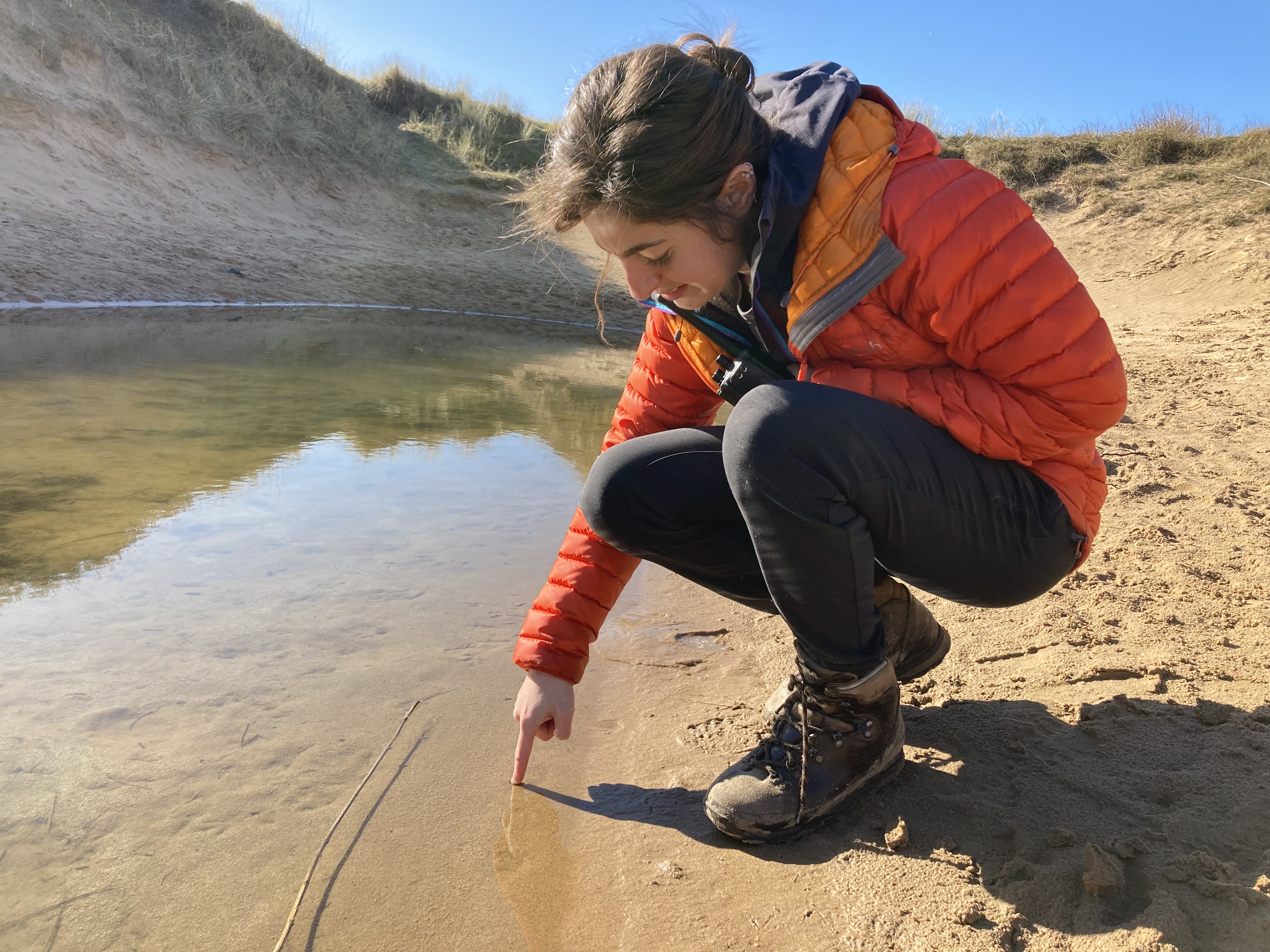 A rare toad struggles to survive on the tobacco cliffs of Formby