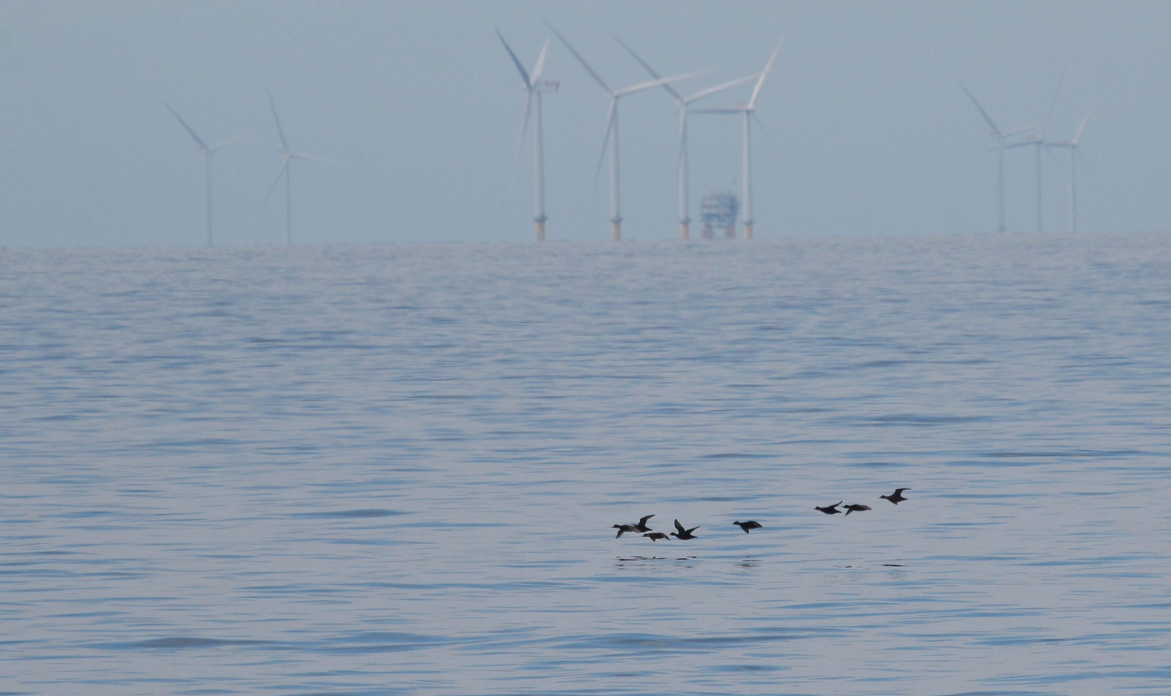 From Liverpool Bay, a flock of mysterious sea birds disappears into the night